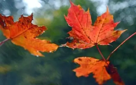 توقعات الأرصاد الجوية لطقس خريف 2025 في مصر تثير الاهتمام