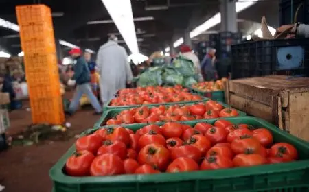 الزراعة تؤكد خلو الطماطم من المواد الكيميائية لتسريع النضج وتنفي الشائعات