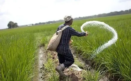الزراعة تؤكد عدم ارتفاع أسعار الأسمدة المدعمة والتزام الدولة بدعم المزارعين