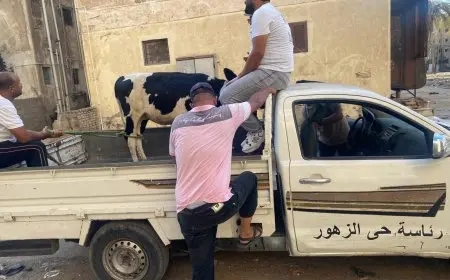 انطلاق حملة مصادرة العجول والماشية الضالة في شوارع بورسعيد للحد من الفوضى