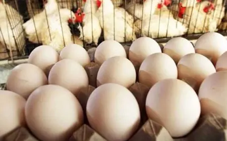 أسعار البيض في الأسواق اليوم الثلاثاء 30 سبتمبر 2025 تحديثات حصرية