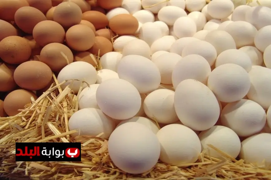 سعر كرتونة البيض في المزرعة اليوم الاثنين تعرف على تكلفة البيضة الواحدة