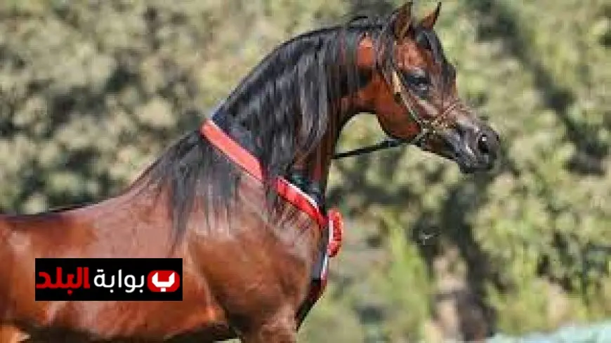 وزير الزراعة يكشف عن إنجازين تاريخيين يعيدان مصر إلى صدارة العالم في تربية الخيول