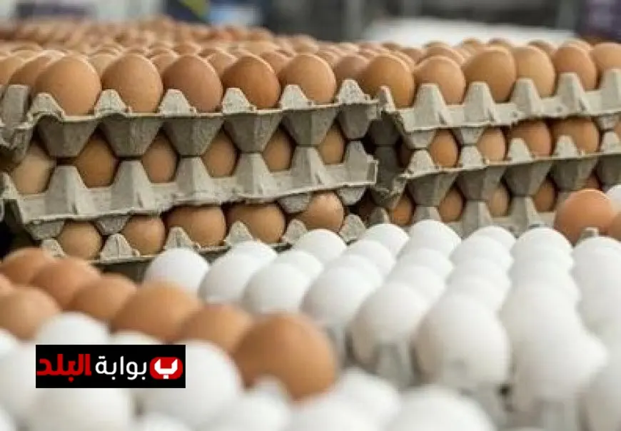 سعر كرتونة البيض في الأسواق اليوم الاثنين 15 سبتمبر 2025 تحديث مباشر
