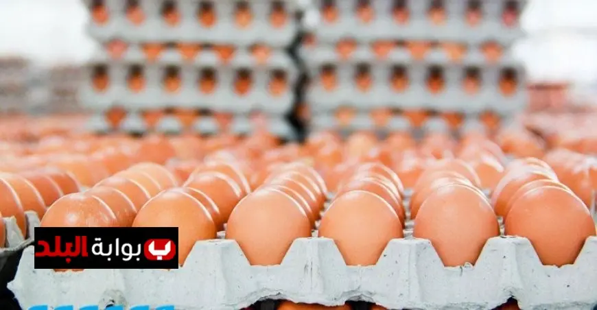 أسعار البيض في 21 سبتمبر 2025 مع انطلاق العام الدراسي الجديد