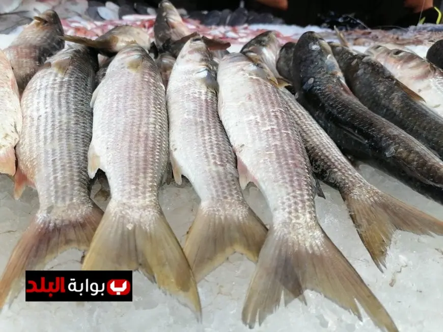 أسعار الأسماك اليوم الخميس قشر بياض يبدأ من 190 جنيهًا في الأسواق المصرية