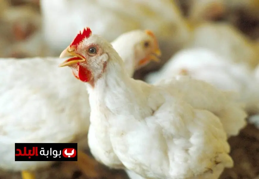 أسعار الدواجن في أسواق اليوم الخميس 25 سبتمبر 2025 تواصل التغيرات