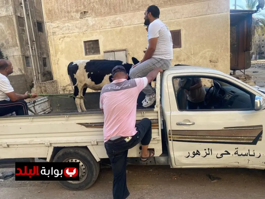 انطلاق حملة مصادرة العجول والماشية الضالة في شوارع بورسعيد للحد من الفوضى