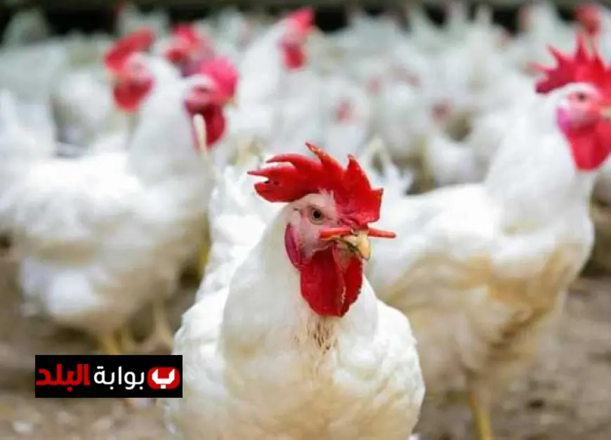أسعار الدواجن في المزرعة اليوم الاثنين 29 سبتمبر 2025 أحدث التغيرات والمستجدات
