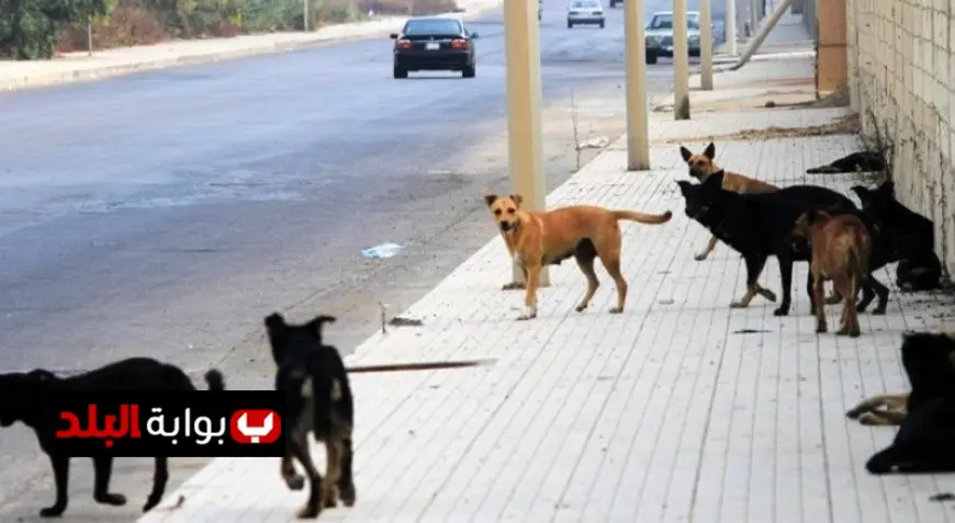 رحيم يتخلص من الكلاب الضالة الزراعة تقدم نصائح فعالة للوقاية من مخاطرها