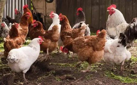 أسعار الدواجن اليوم الخميس تعرف على سعر كيلو البلدي في الأسواق