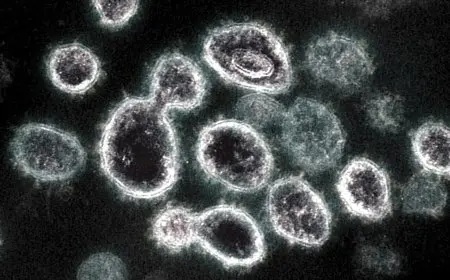 متحدث الصحة يؤكد لا صحة لوجود فيروس HFMD وأعراضه ليست خطيرة على الصحة