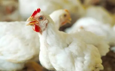 أسعار الدواجن اليوم السبت 4 سبتمبر 2025 تحديث شامل من المزرعة