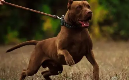 استراتيجيات فعالة لمواجهة العنف ضد الحيوانات