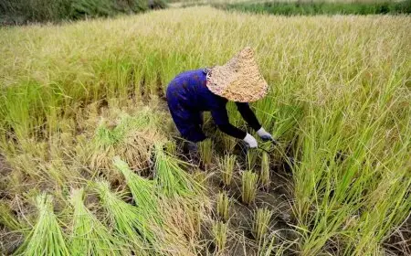 مصر تحتضن منتدى الأرز الأفريقي الثلاثاء القادم