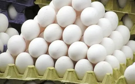 أسعار كرتونة البيض في الأسواق اليوم الخميس 9 أكتوبر 2025 تحديث يومي