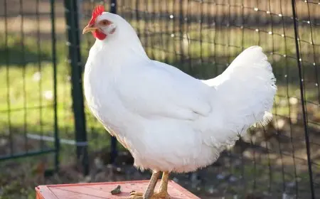 أسعار الدواجن البيضاء ليوم السبت 11 أكتوبر 2025 في الزراعة تتصدر أخبار السوق