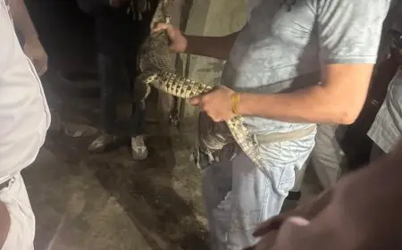 محافظة الجيزة تكشف تفاصيل العثور على تمساح نيلي صغير في حدائق الأهرام
