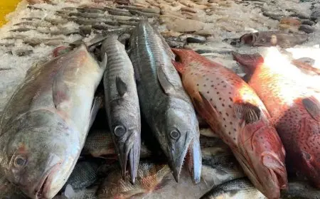 أسعار الأسماك اليوم الأحد قشر البياض يبدأ من 190 جنيهًا في السوق