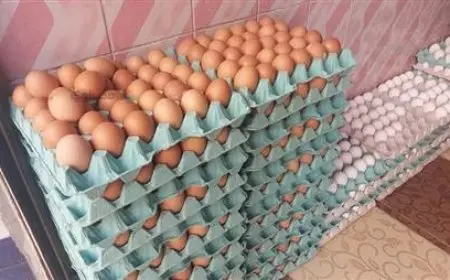 أسعار البيض في الأسواق اليوم الاثنين 13 أكتوبر 2025 تواصل ارتفاعها