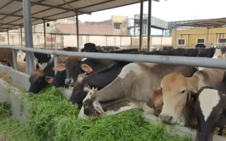 مصر تعزز بيانات الصحة الحيوانية في النظام العالمي لمواجهة الأوبئة