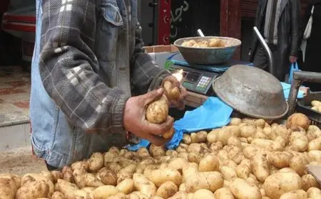 الزراعة تكمل فحص تقاوي البطاطس للعروة الشتوية المخصصة للتصدير بشكل كامل