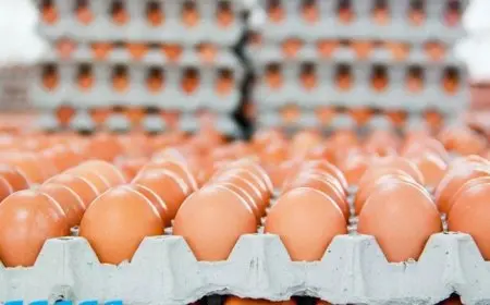 أسعار البيض في الأسواق اليوم الخميس 16 أكتوبر 2025 تحديث شامل ومتجدد