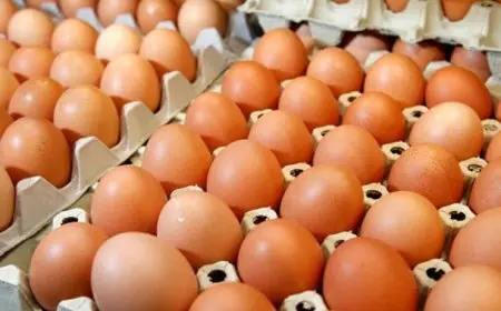أسعار البيض في المزرعة اليوم الجمعة 17 أكتوبر 2025 تحديثات جديدة ومهمة