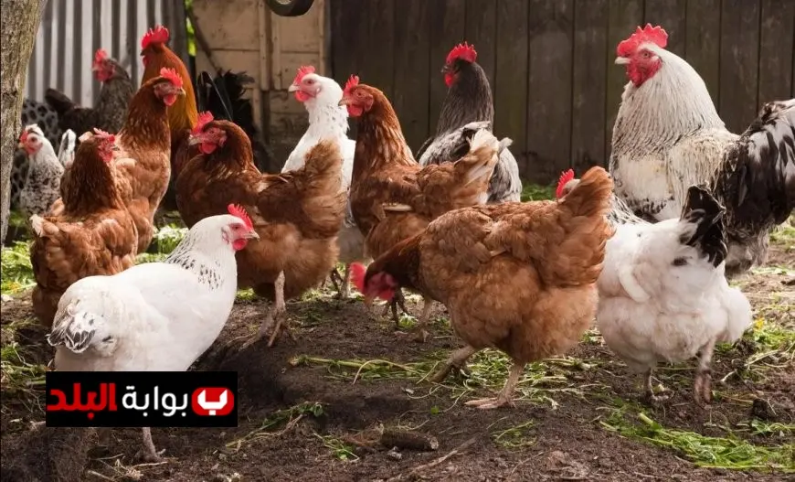 أسعار الدواجن اليوم الخميس تعرف على سعر كيلو البلدي في الأسواق