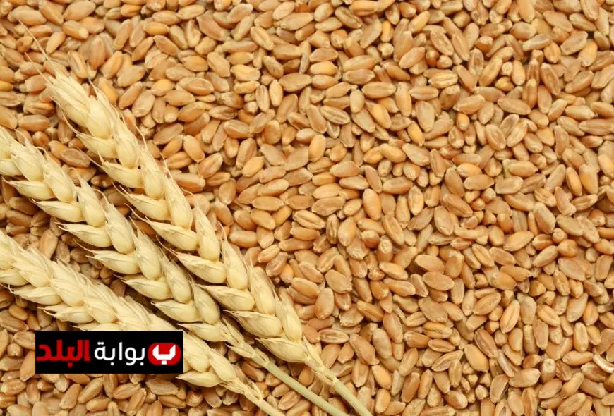 الزراعة تكشف عن الخريطة الصنفية لموسم القمح الجديد وكيفية تحقيق أفضل النتائج