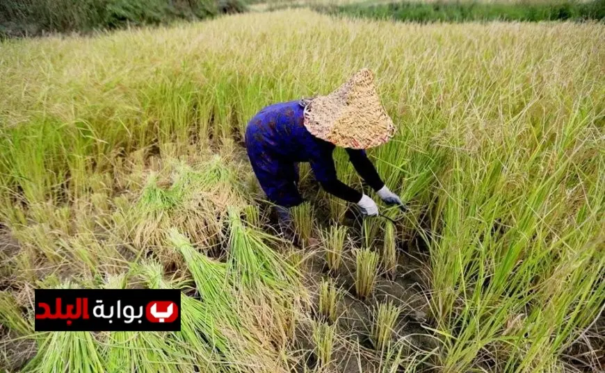 مصر تحتضن منتدى الأرز الأفريقي الثلاثاء القادم