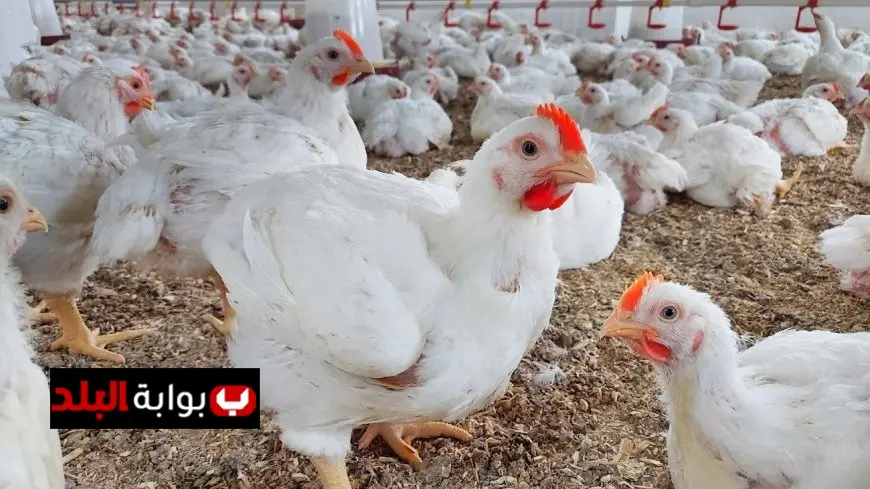 زيادة أسعار الدواجن البيضاء في الأسواق وأسباب هذا الارتفاع