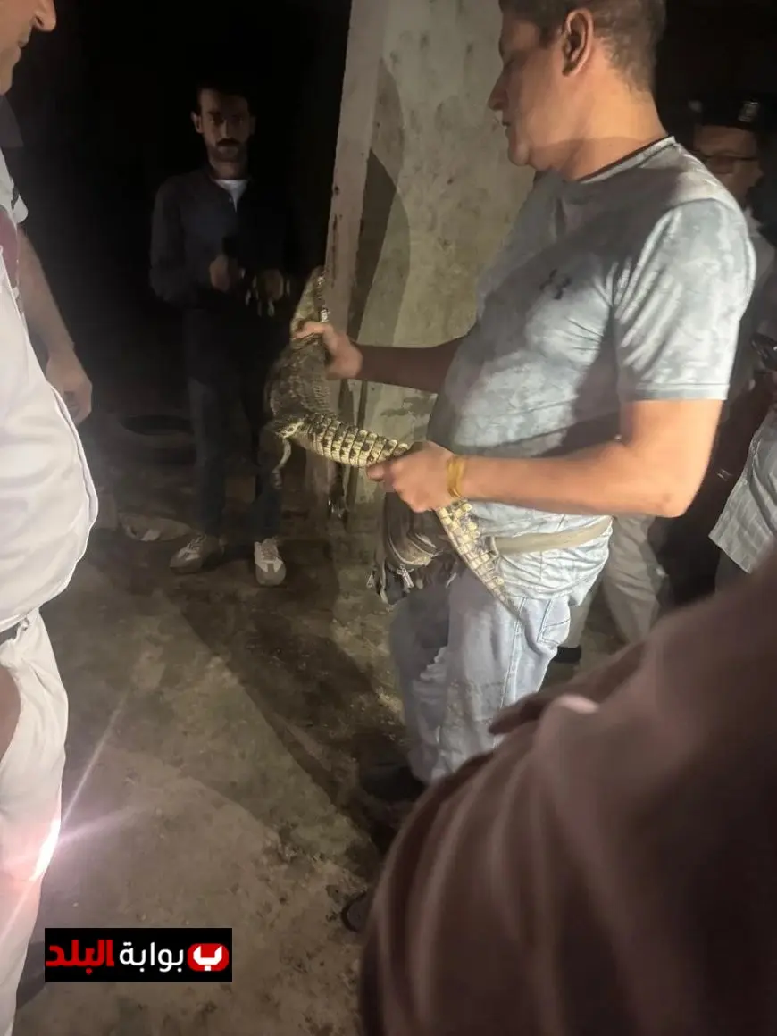 محافظة الجيزة تكشف تفاصيل العثور على تمساح نيلي صغير في حدائق الأهرام