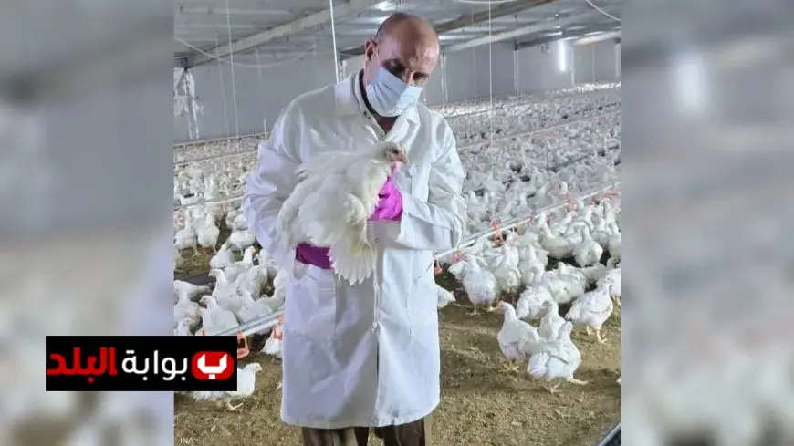 تفشي إنفلونزا الطيور في شمال العراق يؤدي إلى نفوق 12000 طائر بشكل مروع