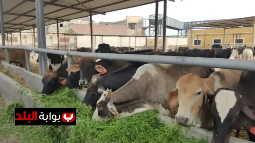 مصر تعزز بيانات الصحة الحيوانية في النظام العالمي لمواجهة الأوبئة