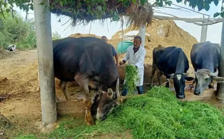 الزراعة تؤكد السيطرة على الحمى القلاعية: التحصين بلقاح العترة الجديدة يضمن سلامة اللحوم