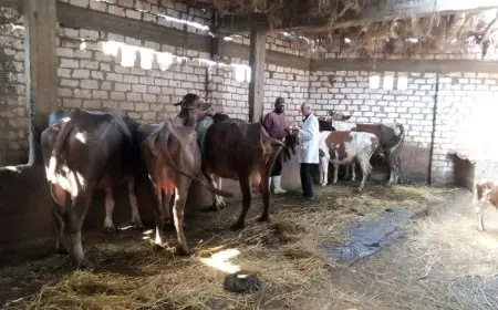 تحصين أكثر من 16 ألف رأس ماشية في الدقهلية ضمن الحملة القومية لمكافحة الحمى القلاعية