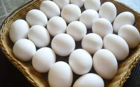 شعبة المواد الغذائية تكشف عن تراجع سعر البيض ووصوله إلى 100 جنيه