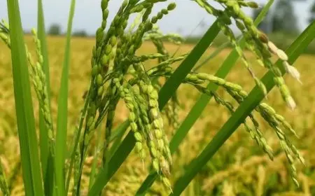 رئيس الوزراء يؤكد تحقيق مصر الاكتفاء الذاتي من محصول الأرز