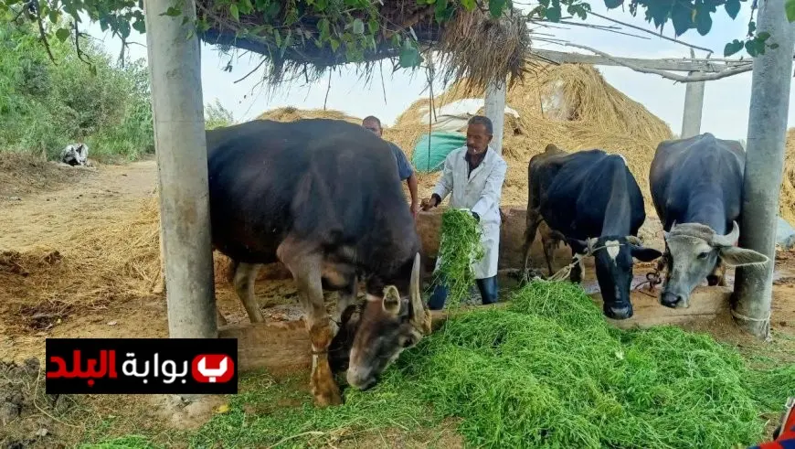 الزراعة تؤكد السيطرة على الحمى القلاعية: التحصين بلقاح العترة الجديدة يضمن سلامة اللحوم