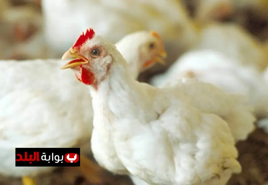 أسعار الفراخ البيضاء تنخفض اليوم الخميس بواقع 4 جنيهات لكل كيلو