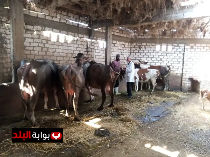 تحصين أكثر من 16 ألف رأس ماشية في الدقهلية ضمن الحملة القومية لمكافحة الحمى القلاعية