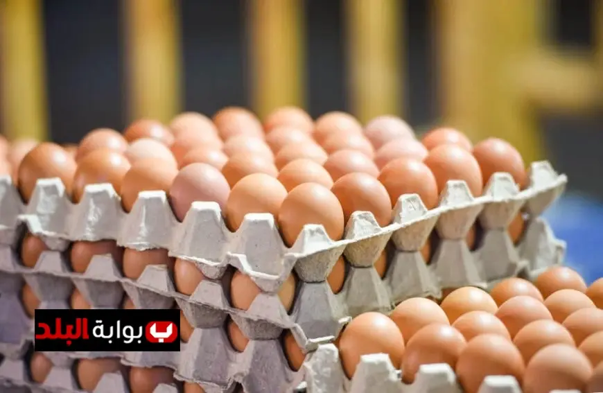 سعر البيض اليوم الأحد في الأسواق والمزارع تعرف على أسعار الكرتونة