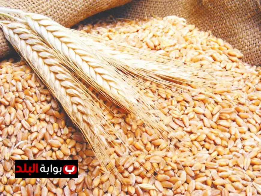 أسعار القمح تسجل ذروة جديدة خلال أربعة أشهر إثر هجوم على ميناء روسي