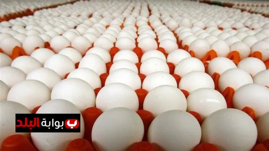 أسعار كرتونة البيض في الأسواق اليوم الأحد 16 نوفمبر 2025 ارتفاعات وانخفاضات جديدة