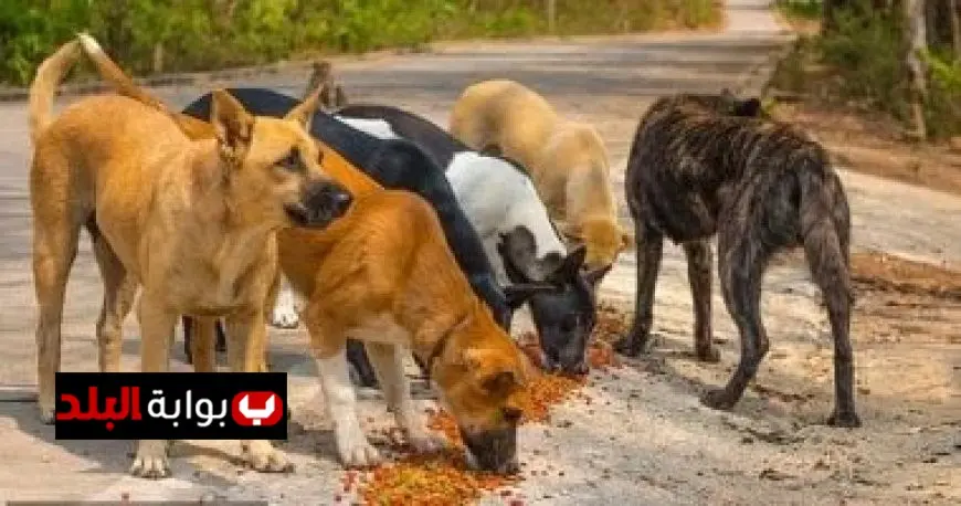 نقابة الأطباء البيطريين تؤكد عدم دقة الأرقام المتداولة حول أعداد كلاب الشوارع