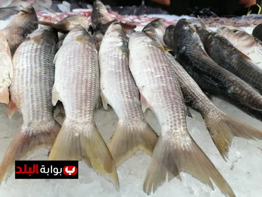أسعار الأسماك اليوم الخميس السردين المجمد يصل إلى 70 جنيهًا