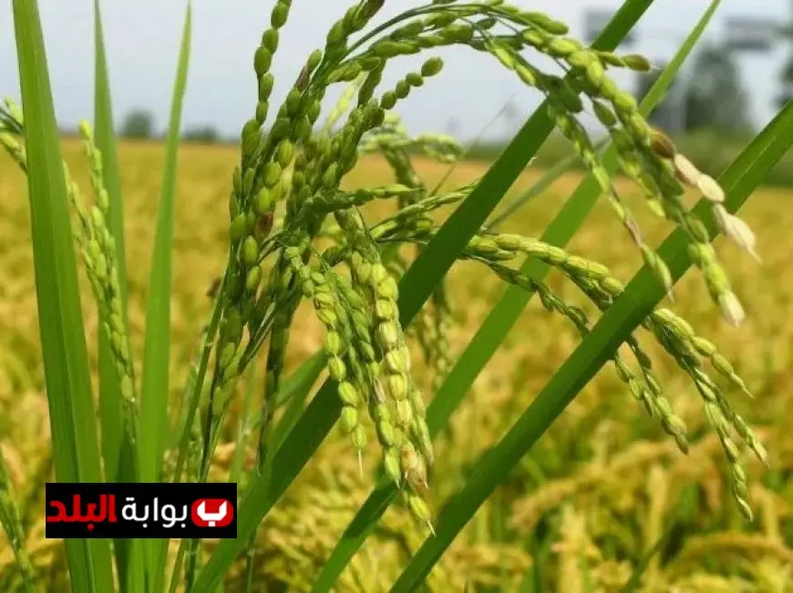 رئيس الوزراء يؤكد تحقيق مصر الاكتفاء الذاتي من محصول الأرز