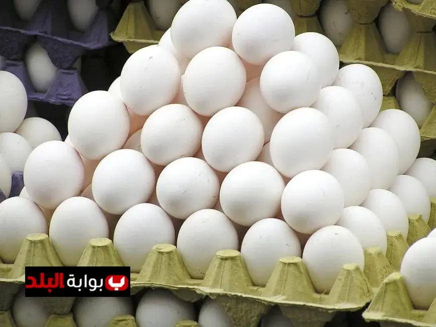 أسعار كرتونة البيض في المرزعة اليوم الجمعة 21 نوفمبر 2025 تحديثات حصرية