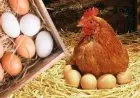 أسعار الدواجن والبيض اليوم الثلاثاء 9 ديسمبر 2025 تتصدر الأسواق بسعر الكيلو 58 جنيها